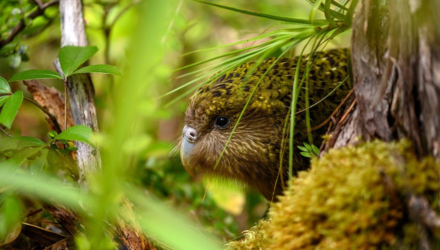 Kakapo / Jake Osborne - Flickr.com