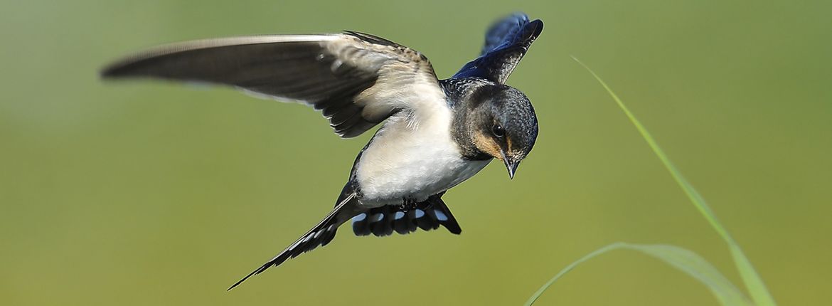 Boerenzwaluw / Shutterstock