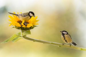 Vogeltuin koolmees / Shutterstock