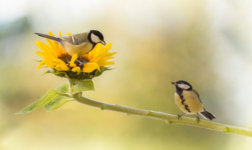 Vogeltuin koolmees / Shutterstock