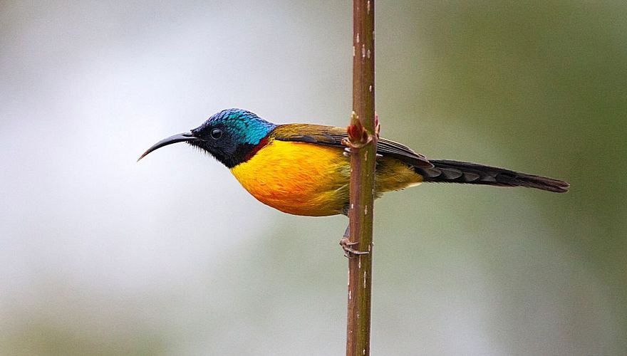Green-tailed sunbird / Marc Guyt, AGAMI