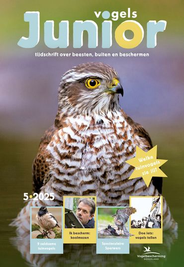 Cover Vogels Junior 5/2025