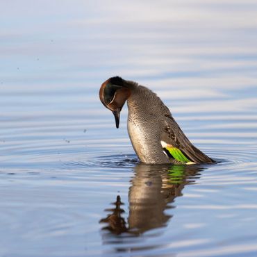 Wintertaling / Gerard de Hoog, Natuurmonumenten