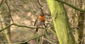 Videostill Roodborst herfst 2023 seizoensmailing