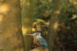 2 vogels in 1 klap