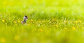 Kievitjong / Shutterstock