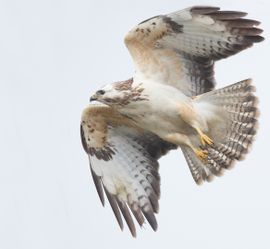 Buizerd in de vlucht