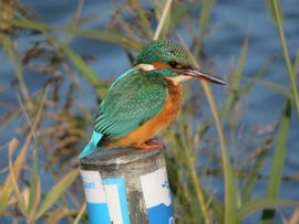 Ijsvogel op een paaltje