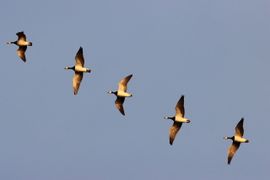 Brandganzen in vlucht