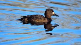 Nog nat van de vorige duik