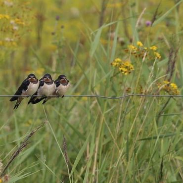 Boerenzwaluw / Janet Bos Fotogalerij