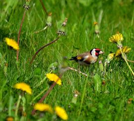 Distelvink tussen de paarden bloemen