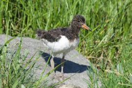 Wat een prachtig scholekster jong.