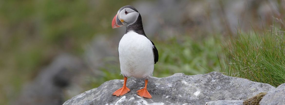 Papegaaiduiker / Ad Sprang