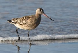 Foeragerende Rosse grutto