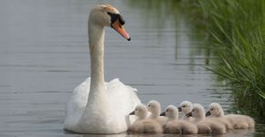 Knobbelzwaan met jongen / Jelle de Jong