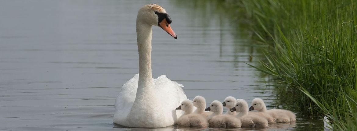 Knobbelzwaan met jongen / Jelle de Jong