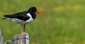 Scholekster - Shutterstock