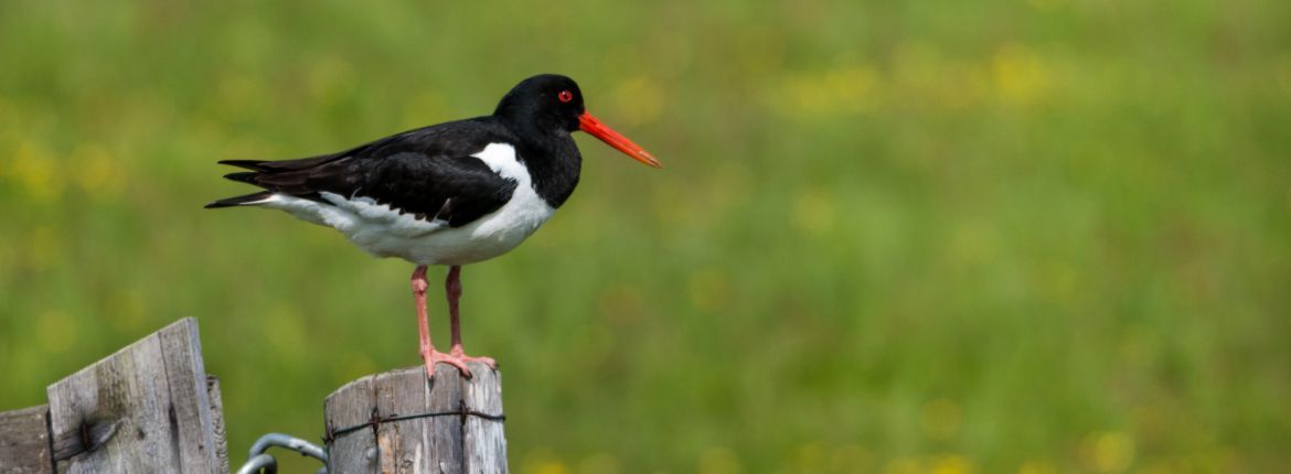 Scholekster - Shutterstock
