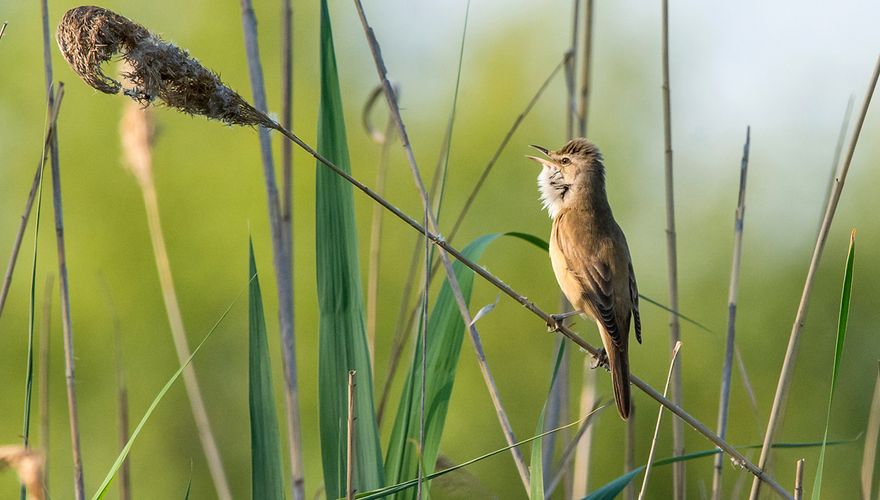 Grote karekiet / Shutterstock