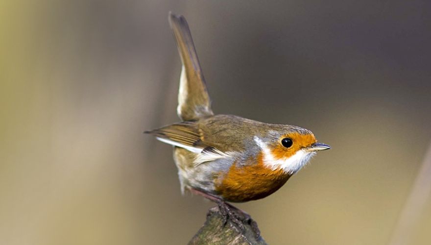 Roodborst (santa) / Ian W. (vogelweb)