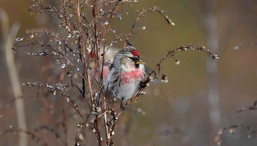 Grote barmsijs / Hennie Gunnink - Fotogalerij