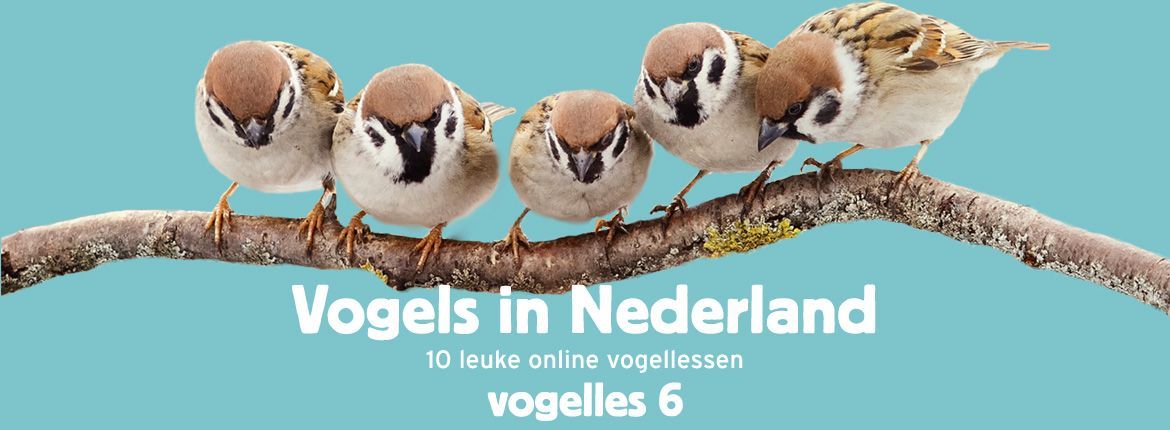 Header Vogels in Nederland