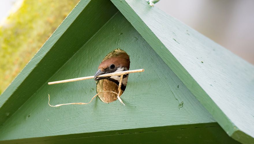 Ringmus nestkast / Shutterstock