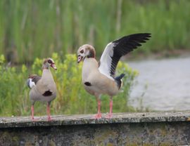 Parings dans Nijlganzen