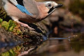 Dorst!