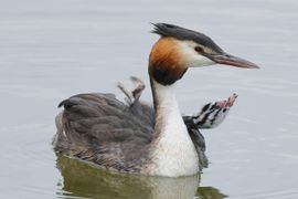 Wanneer krijg ik weer te eten