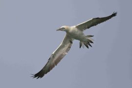 Jan van gent boven de Noordzee
