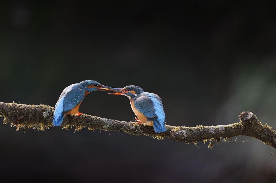 ijsvogel-paartje-vogelbescherming