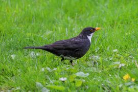 Verrassing in het gras
