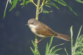 Een langeafstandtrekker.