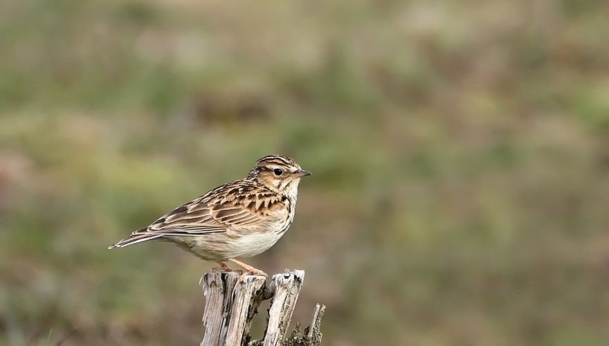 Boomleeuwerik / Birdphoto