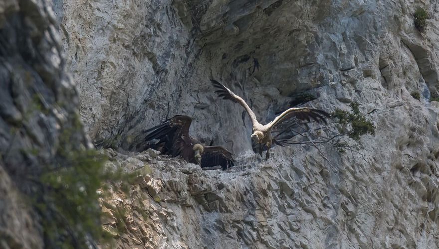 Vale gier bij Falaises des Gorges des Gats / Alberti