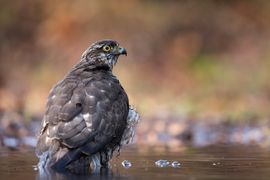 Sperwer vrouw in herfsttinten