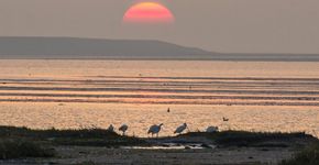 Lepelaars Waddenzee / Shutterstock