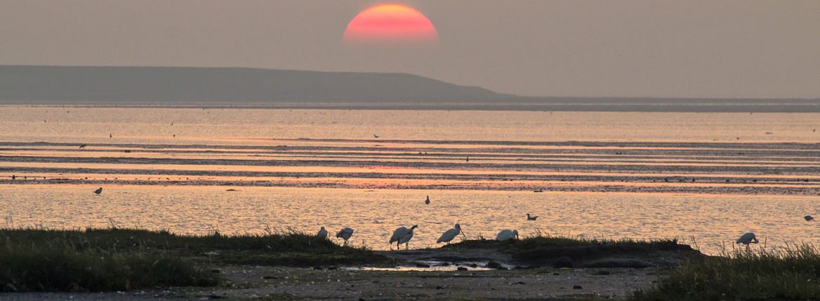 Lepelaars Waddenzee / Shutterstock