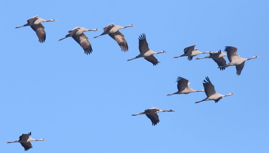 Kraanvogels/ Koos Dansen