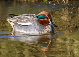 Wintertaling