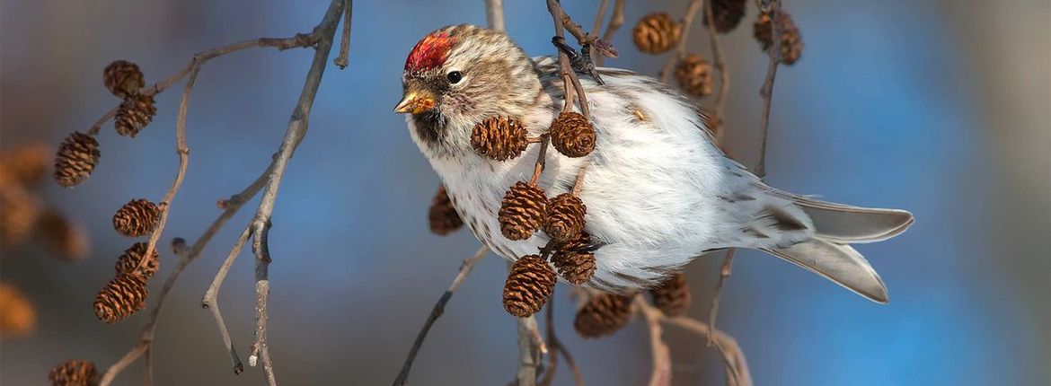 grote barmsijs/ Shutterstock