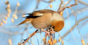 Appelvink / Shutterstock