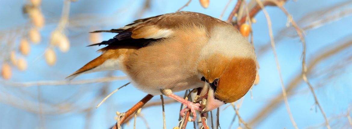 Appelvink / Shutterstock