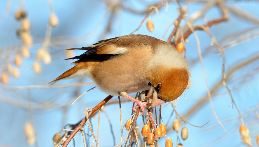 Appelvink / Shutterstock