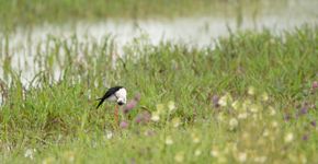 Steltkluut / Yvonne Manning, Fotogalerij