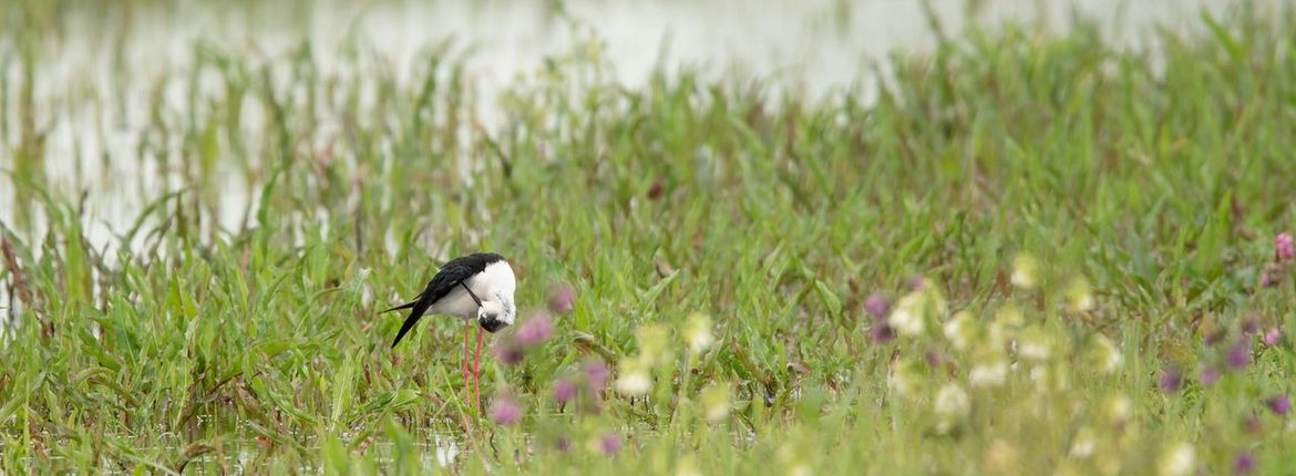 Steltkluut / Yvonne Manning, Fotogalerij