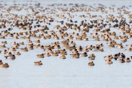 Zoveel soorten eenden