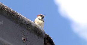 Videostill huismus op dak Videostill huismus op dak